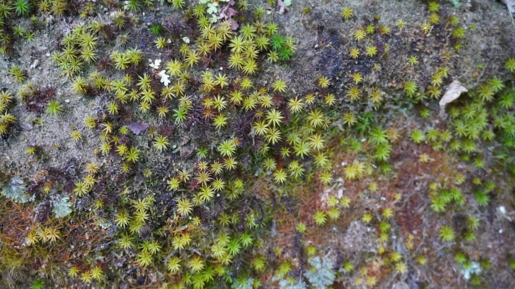 Mental Health Guide Quotes